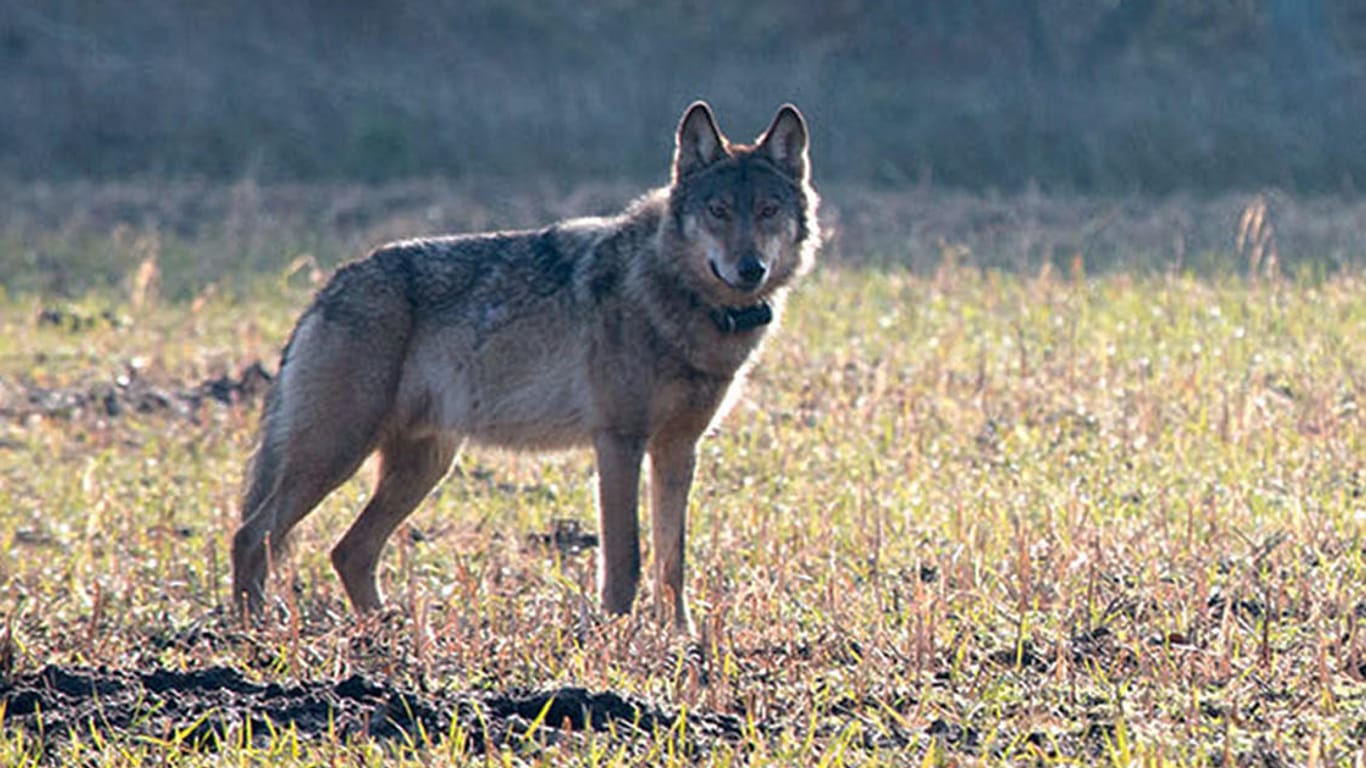 Wolf "Kurti" - gut zu erkennen an seinem Peilsender - Anfang März 2016.