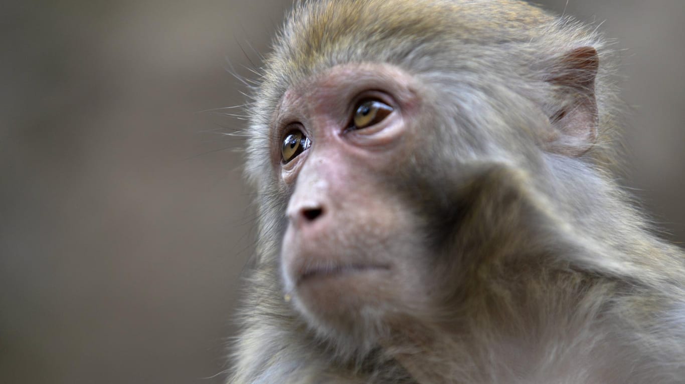 Makaken, denen spezielle Antikörper verabreicht wurden, waren deutlich länger vor einer HIV-Ansteckung geschützt als Makaken ohne Antikörper-Immunisierung.