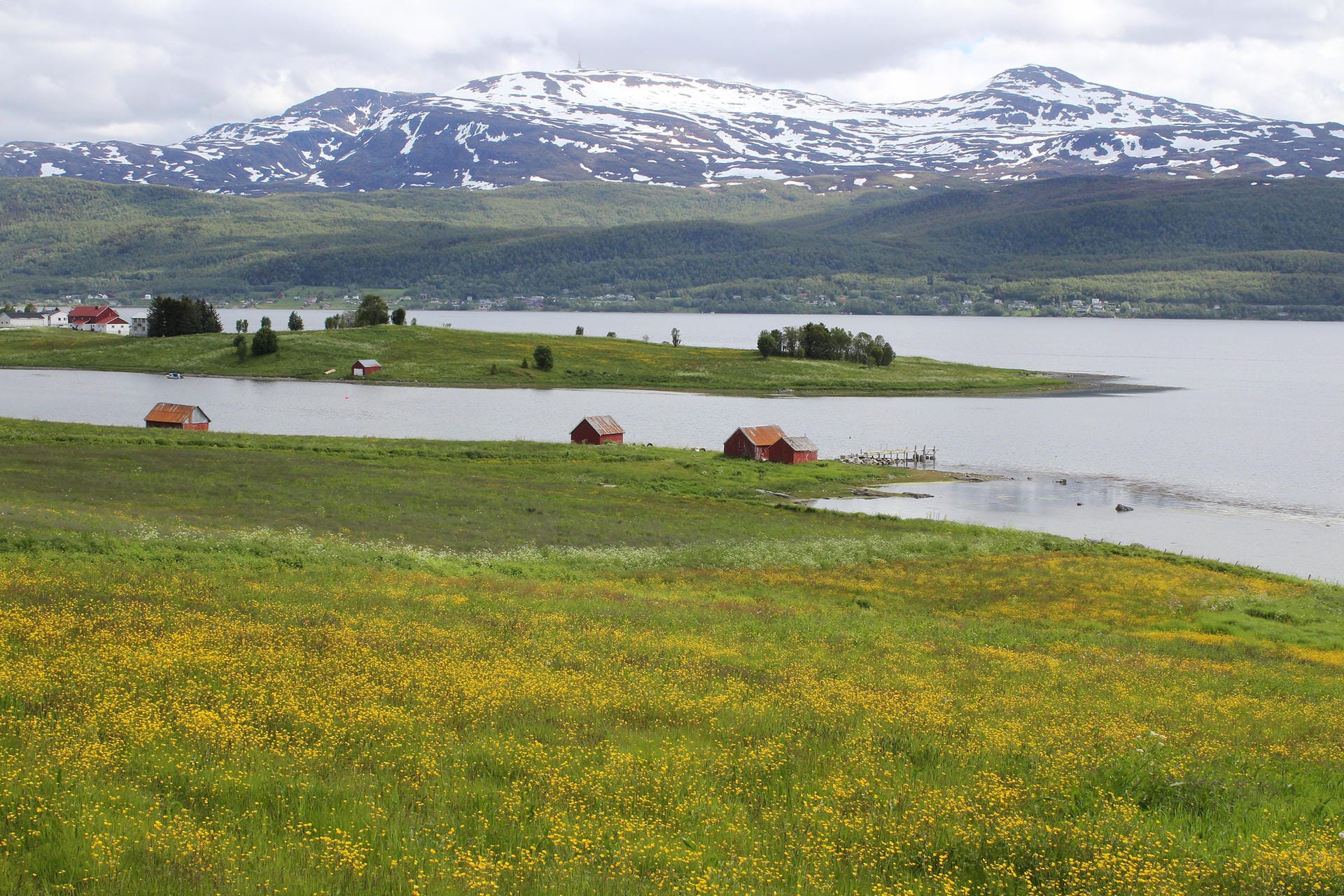 Bei der Meerenge Gisund nahe Finnsnes sieht Senja mit den Blumenwiesen eher lieblich aus.
