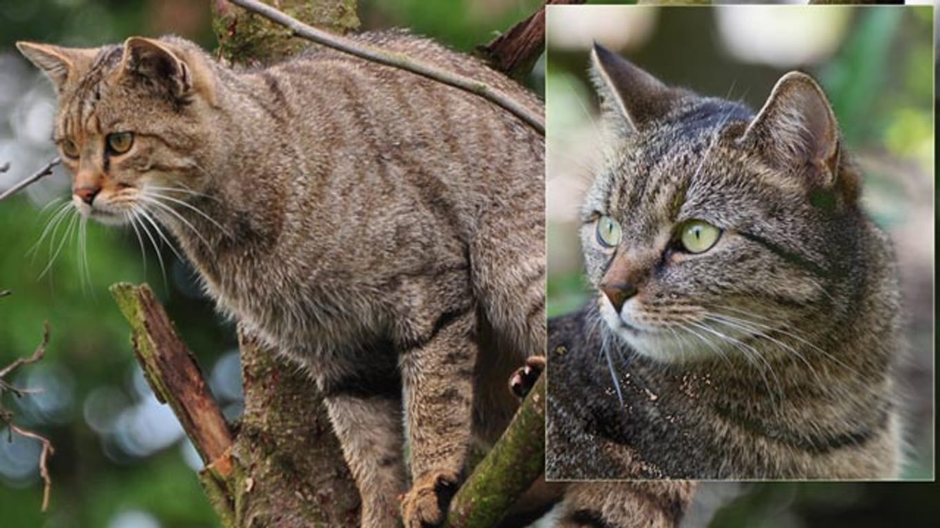 Verwechslungsgefahr: Wildkatzen (li.) und Hauskatzen unterscheiden sich kaum.