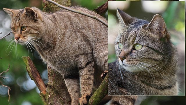 Verwechslungsgefahr: Wildkatzen (li.) und Hauskatzen unterscheiden sich kaum. Verwechslungsgefahr: Wildkatzen (li.) und Hauskatzen unterscheiden sich kaum.