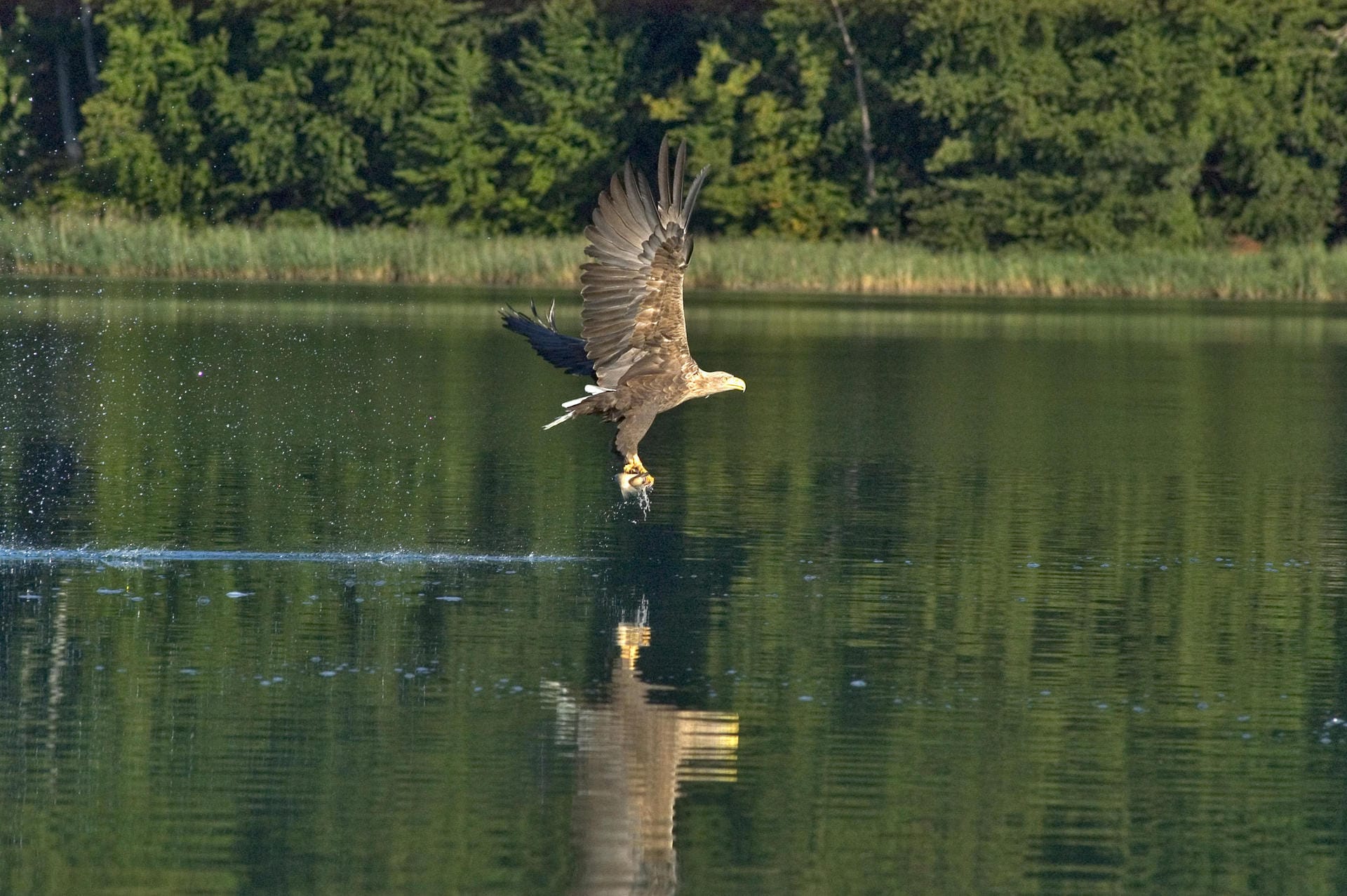 Adlerbeobachtungen auf der Feldberger Seenlandschaft. Hier holt sich der Seeadler gerade einen Fisch aus dem Wasser.