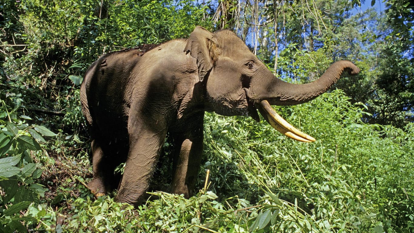 Der Sumatra-Elefant ist mit zwei bis 3,2 Metern Schulterhöhe die kleinste Unterart des asiatischen Elefanten.