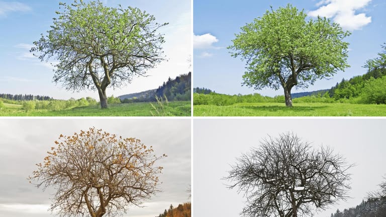 Ein Baum zu allen Jahreszeiten: In der Pflanzen- und Tierwelt lässt sich der Wechsel der Jahreszeiten besonders gut beobachten.