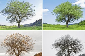 Ein Baum zu allen Jahreszeiten: In der Pflanzen- und Tierwelt lässt sich der Wechsel der Jahreszeiten besonders gut beobachten.
