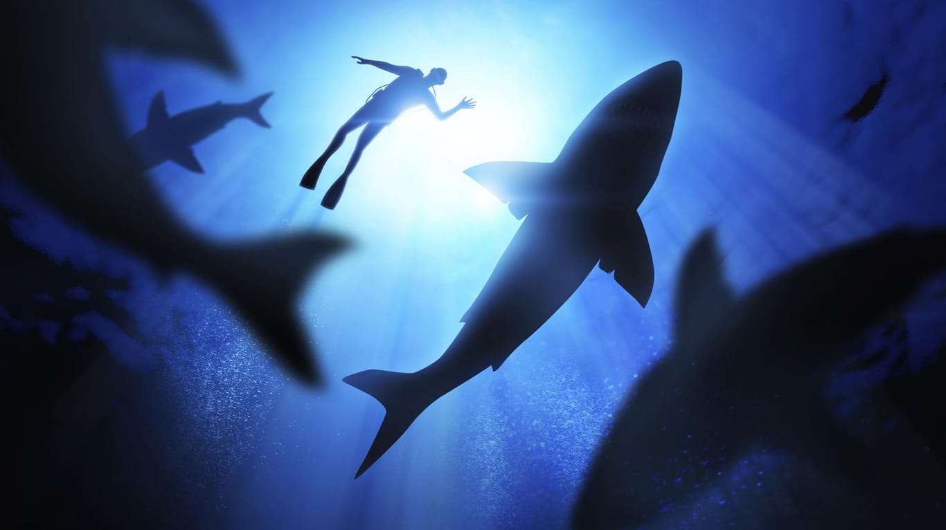 Keine Angst vor Haien: Unser Experte verrät, wie Sie sich im Notfall richtig verhalten.