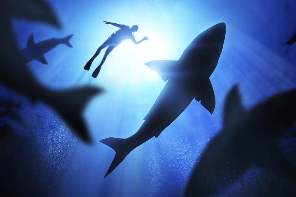 Keine Angst vor Haien: Unser Experte verrät, wie Sie sich im Notfall richtig verhalten.