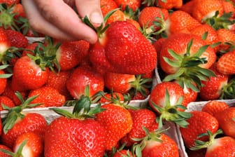 Verbraucher sind bereit, für deutsche Erdbeeren mehr zu bezahlen.