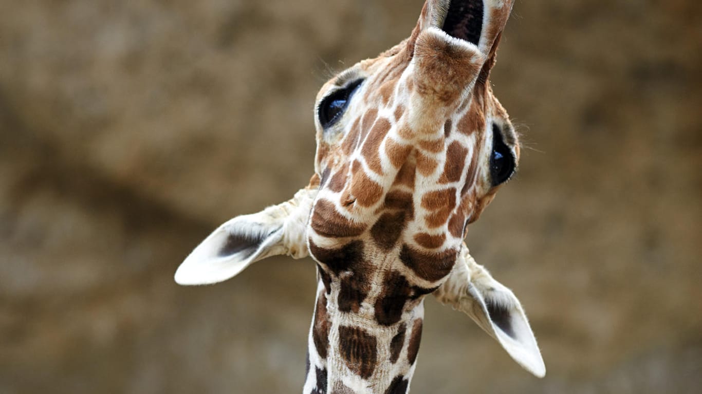 Giraffe im Duisburger Zoo