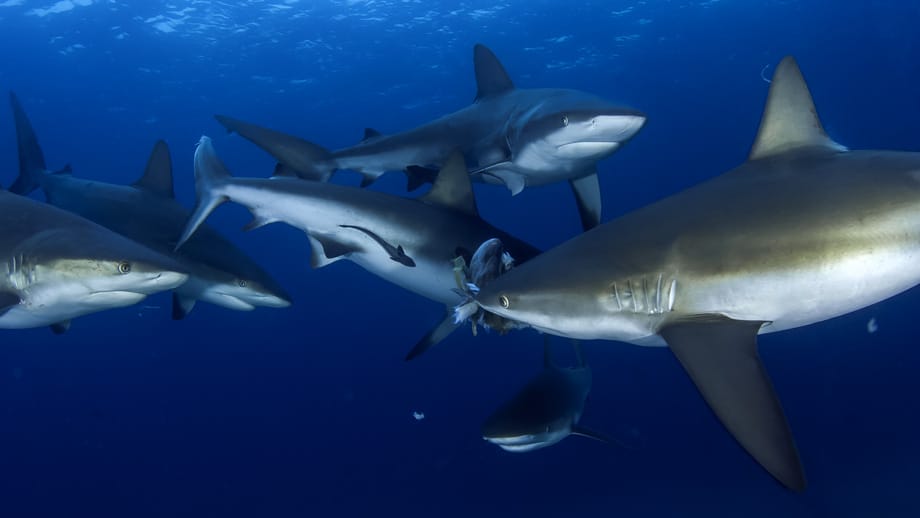 Haie gehören zu den faszinierendsten Tieren der Unterwasserwelt. Sie verfügen über 13 Sinne, nehmen elektrische Felder von Lebewesen wahr und kommunizieren auf eine Weise, die Wissenschaftler bis heute nicht entschlüsselt haben.