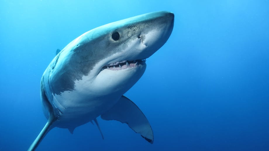Angst einflössende Zähne: Der Weiße Hai ist in Wirklichkeit ein scheuer Zeitgenosse, der sich nur äußerst selten an Strände mit Booten und Menschen heran wagt.