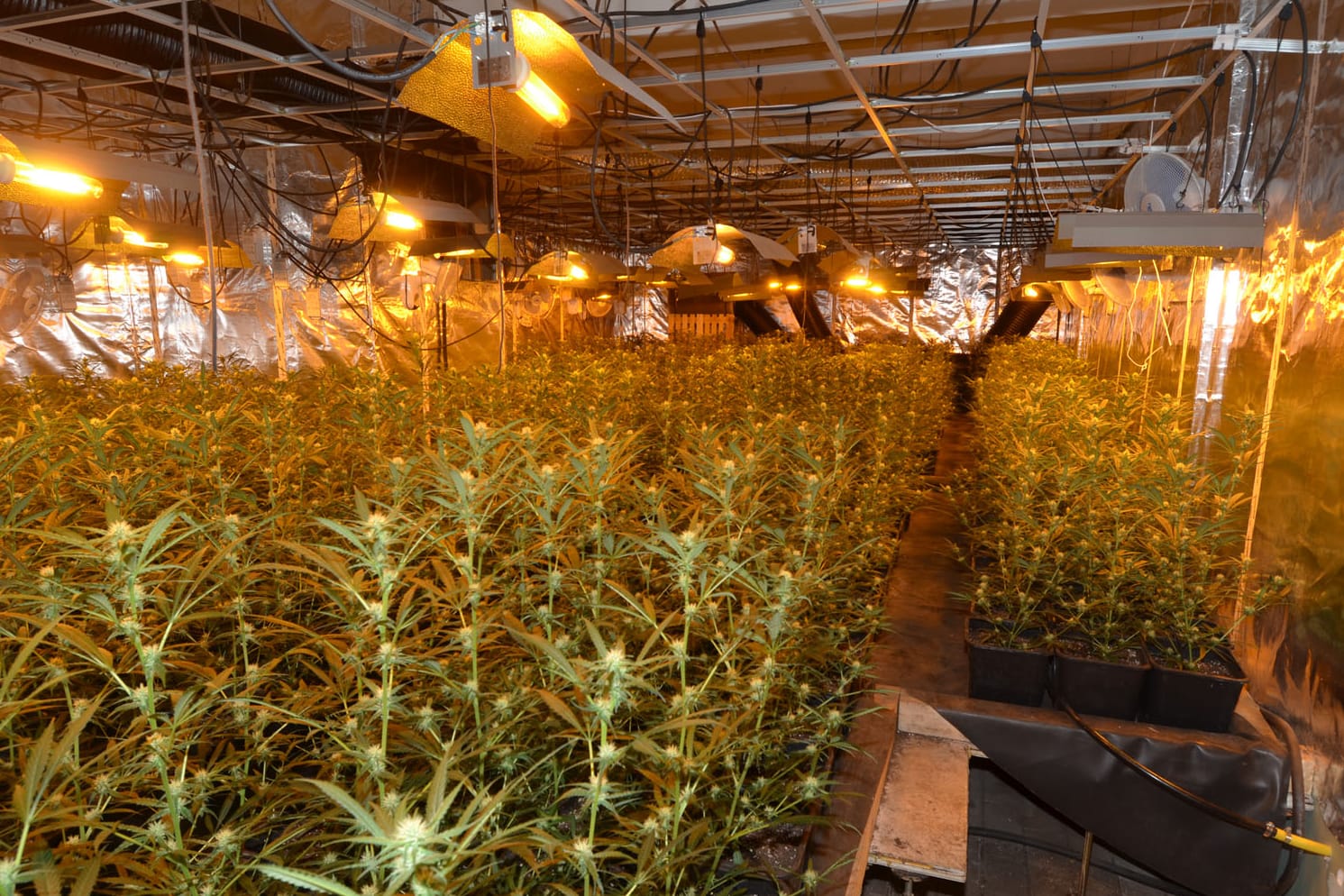 Mitten in Düsseldorf-Derendorf entdeckten Fahnder eine Hanfplantage mit knapp 2500 Pflanzen.
