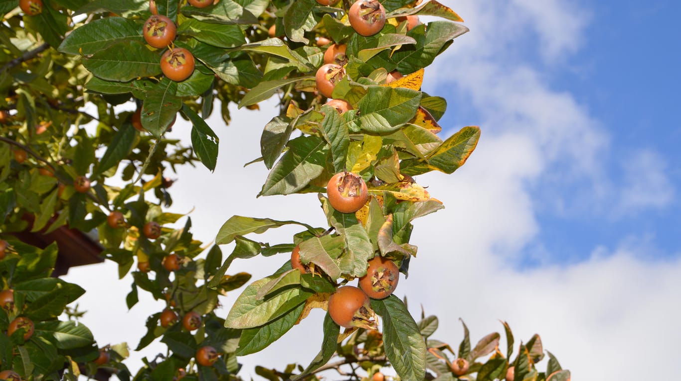 Der Mispelbaum ist ein Obstbaum, der sich an sonnigen und halbschattigen Plätzen wohlfühlt.