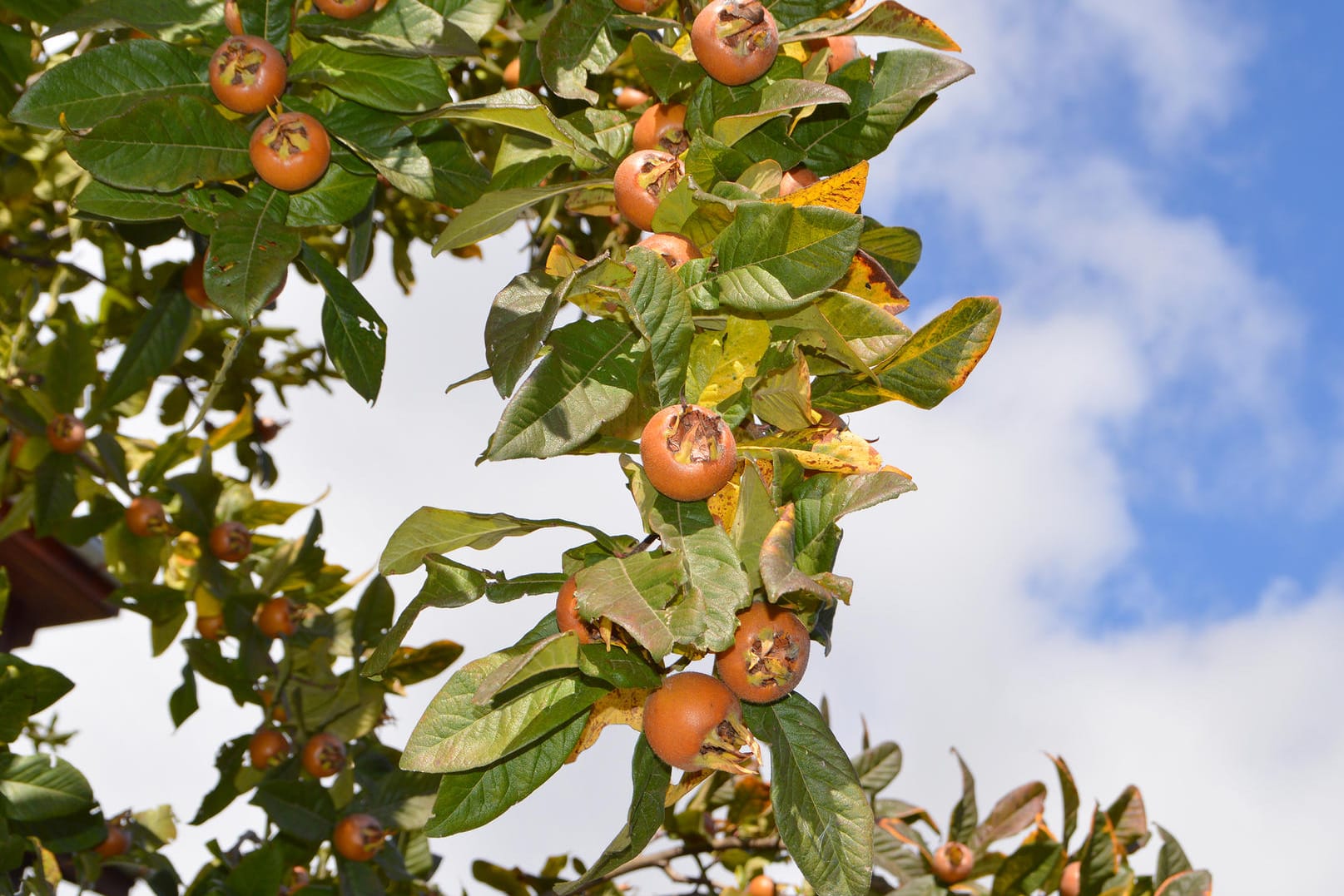 Der Mispelbaum ist ein Obstbaum, der sich an sonnigen und halbschattigen Plätzen wohlfühlt.