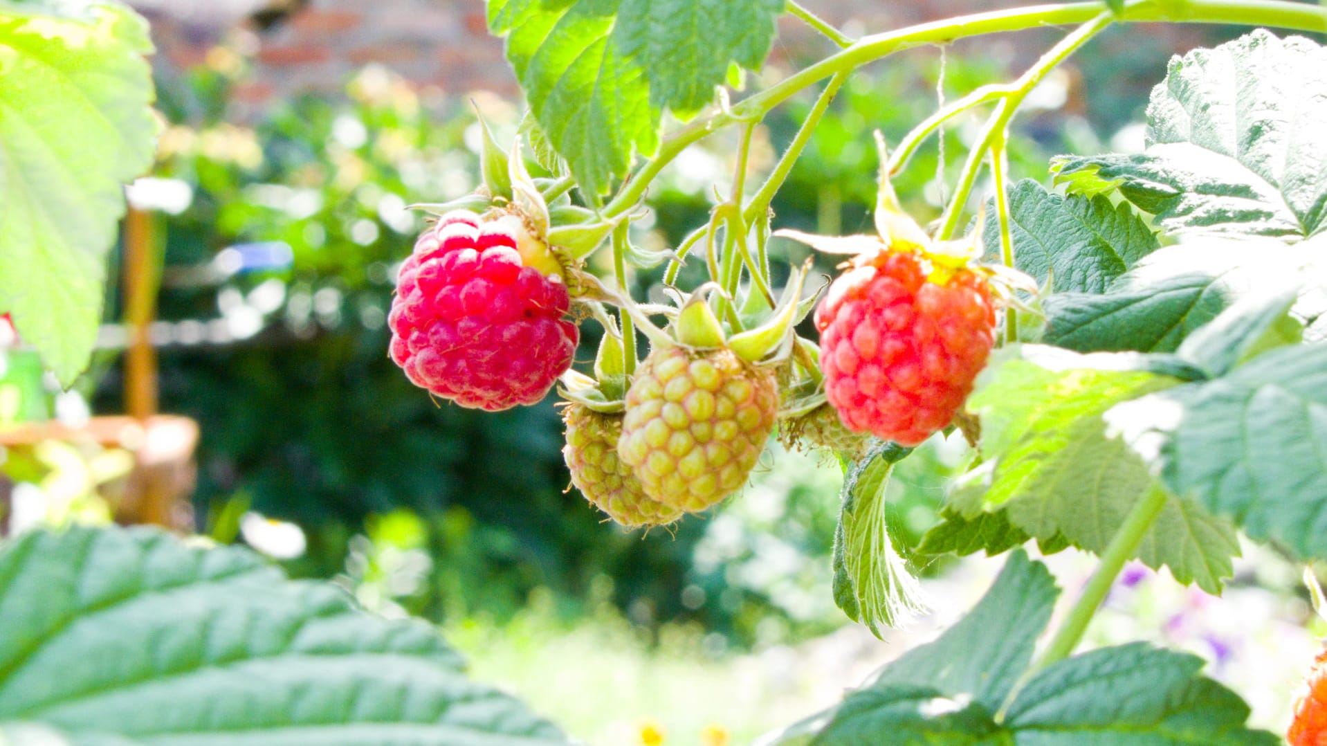 Himbeeren sind nicht nur eine beliebte Sommerfrucht sondern haben auch einen hohen Anteil an Vitamin C.