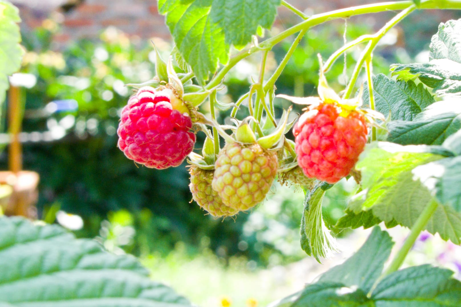 Himbeeren sind nicht nur eine beliebte Sommerfrucht sondern haben auch einen hohen Anteil an Vitamin C.