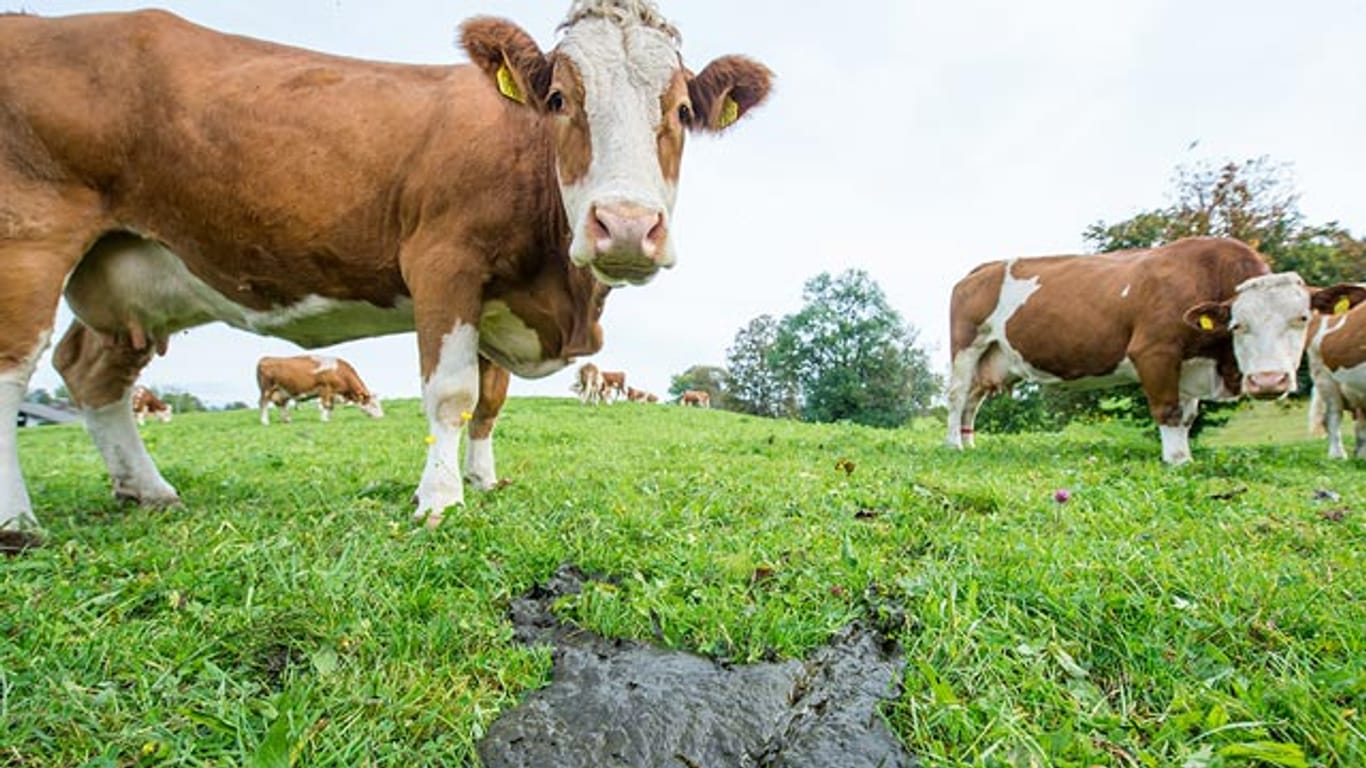 Kühe setzen Gase vor allem durch das Rülpsen frei. Doch auch im Kuhfladen befindet sich umweltschädliches Methan.