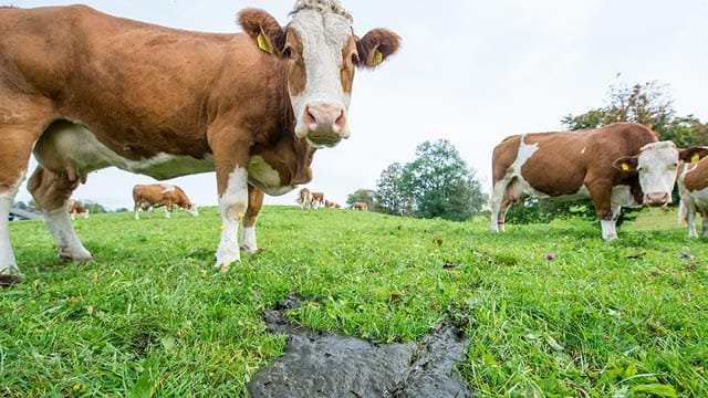Kühe setzen Gase vor allem durch das Rülpsen frei. Doch auch im Kuhfladen befindet sich umweltschädliches Methan. Kühe setzen Gase vor allem durch das Rülpsen frei. Doch auch im Kuhfladen befindet sich umweltschädliches Methan.