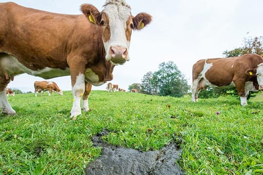Kühe setzen Gase vor allem durch das Rülpsen frei. Doch auch im Kuhfladen befindet sich umweltschädliches Methan.