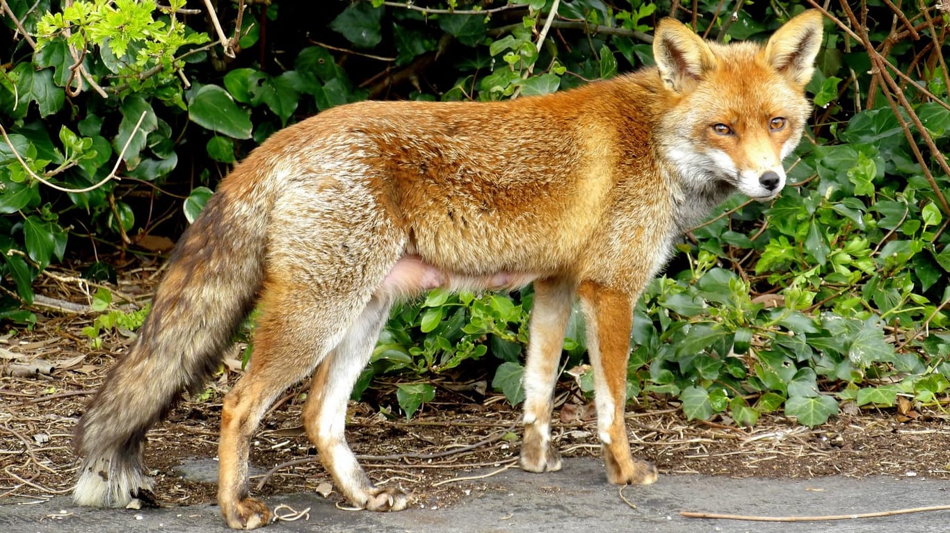 Tollwut kann besonders bei Wildtieren wie den Fuchs auftreten