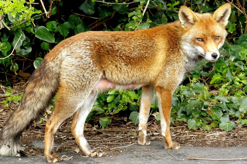 Tollwut kann besonders bei Wildtieren wie den Fuchs auftreten