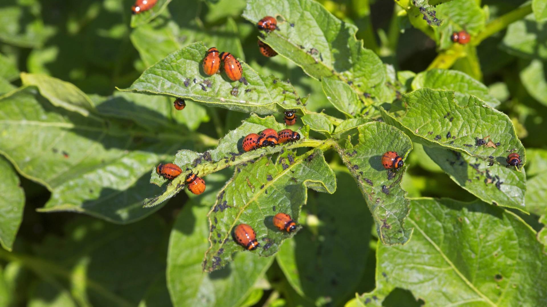 Der Kartoffelkäfer schadet Pflanzen zwar nicht - seine Larven aber umso mehr.