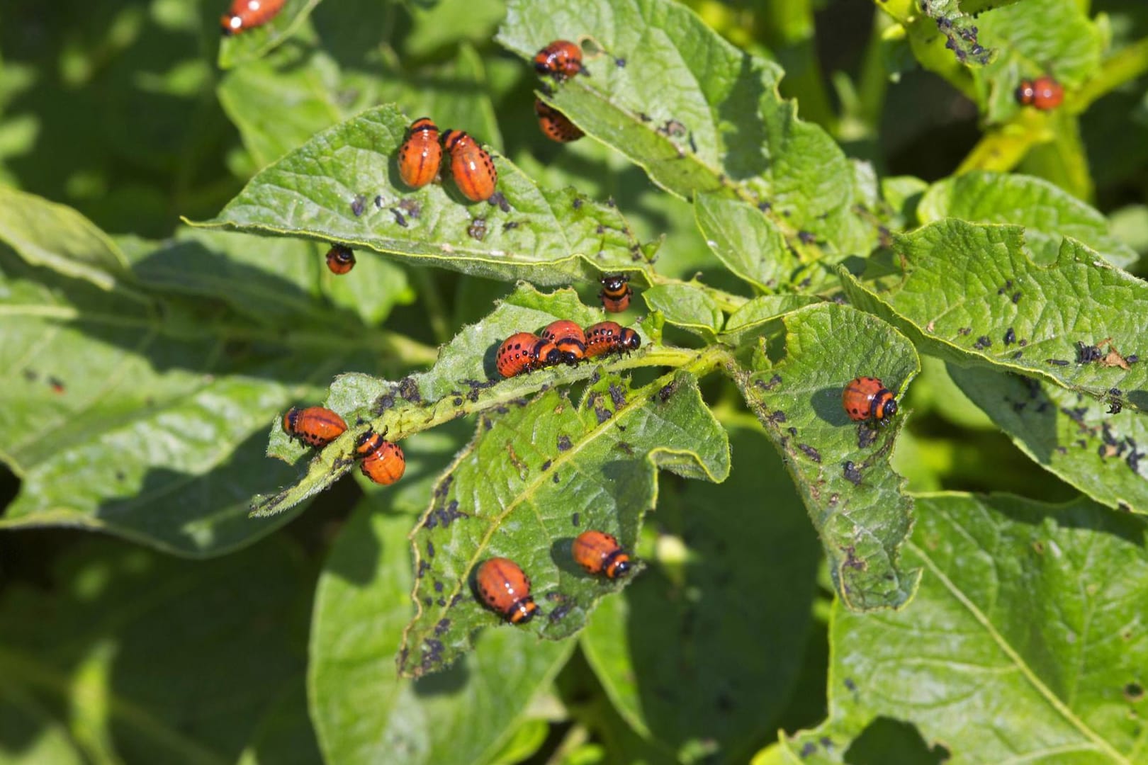 Der Kartoffelkäfer schadet Pflanzen zwar nicht - seine Larven aber umso mehr.