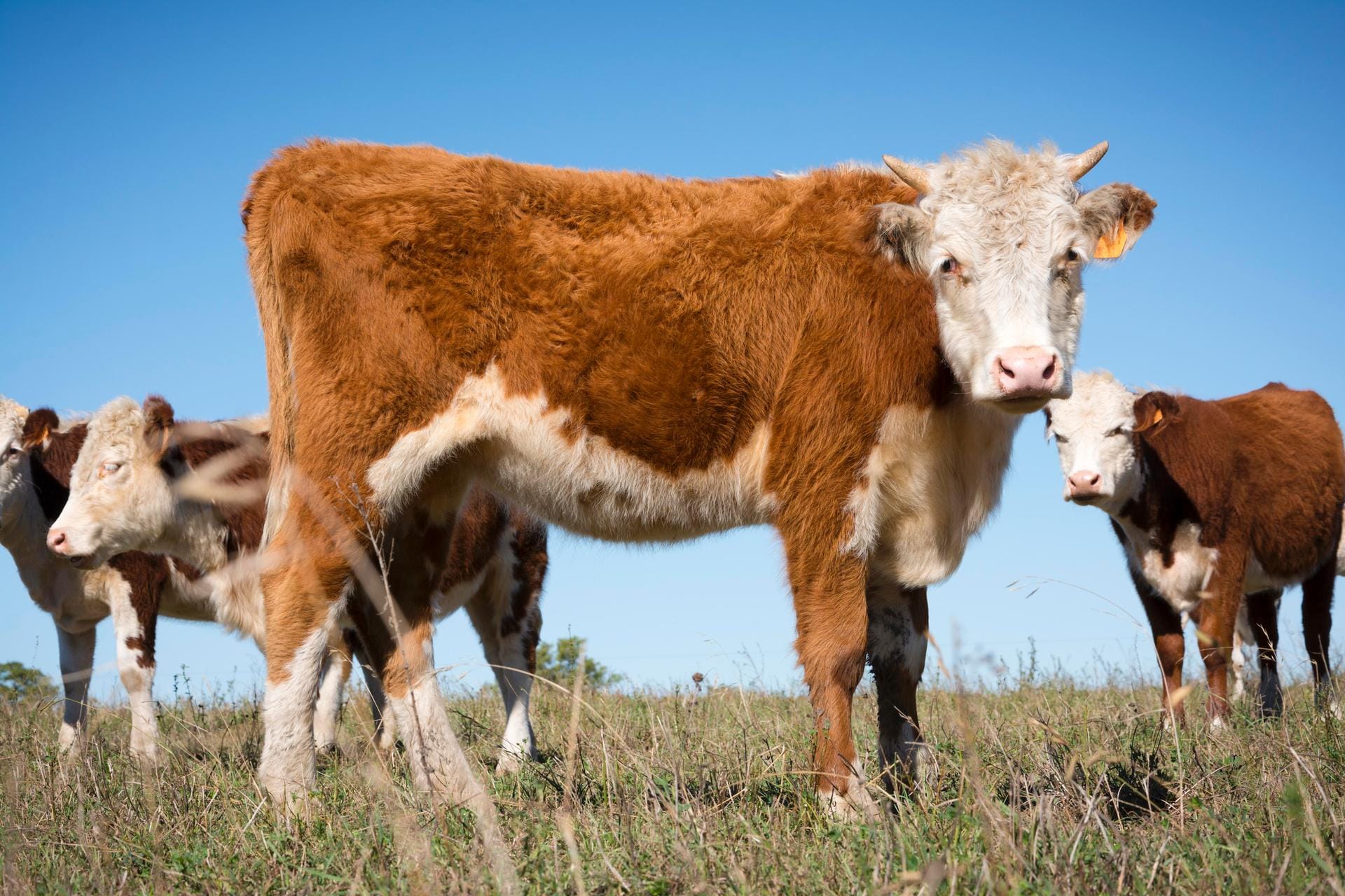 Braun-weiße Hereford-Rinder werden in mehr als 50 Ländern gezüchtet. Man trifft sie in den Weiten Russlands ebenso wie in Zuchtbetrieben in Israel, Japan, oder Mexiko.
