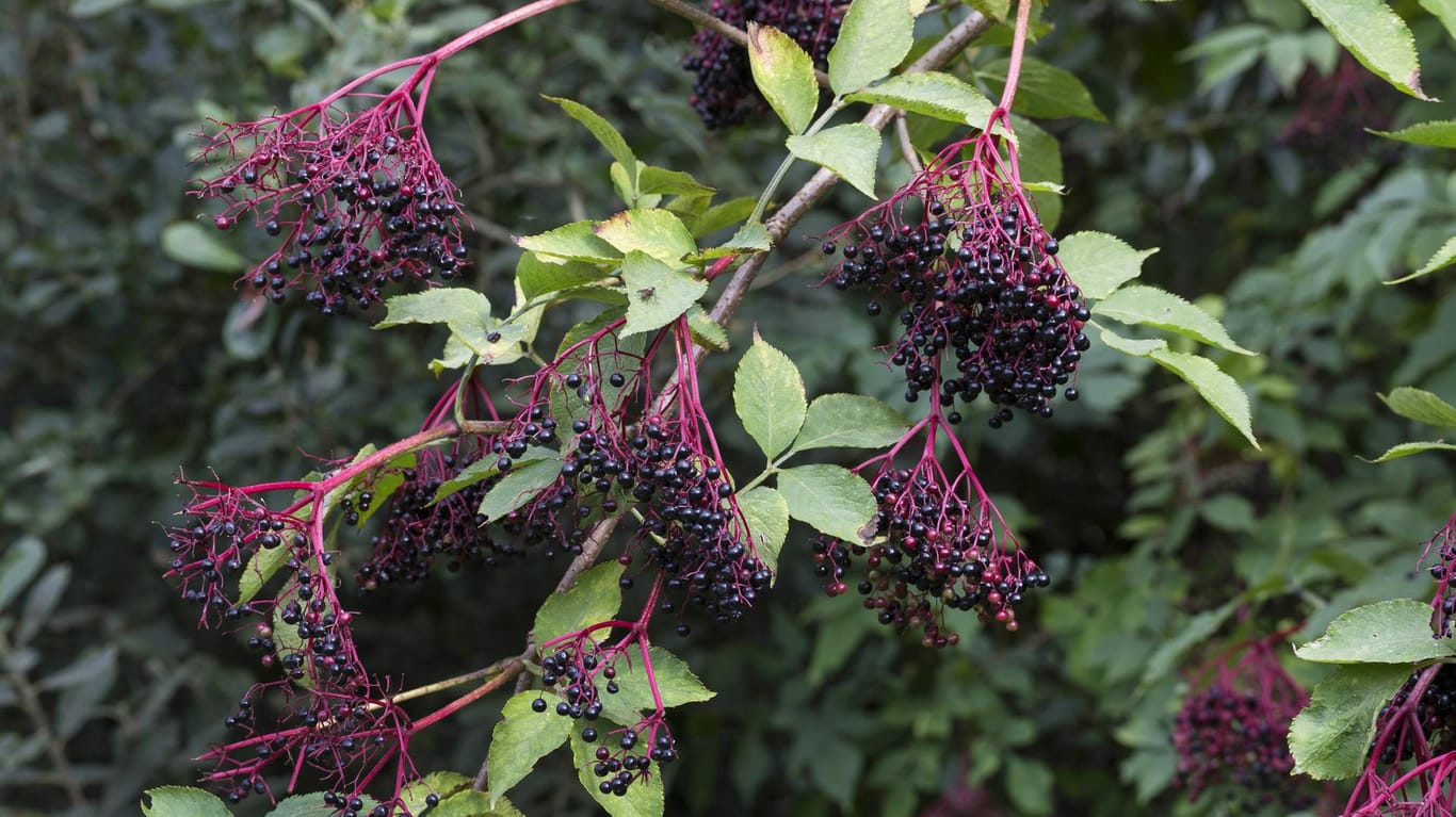 Der schwarze Holunder bringt leckere Beeren zum Vorschein - richtiges Pflanzen ist aber wichtig.