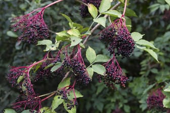 Der schwarze Holunder bringt leckere Beeren zum Vorschein - richtiges Pflanzen ist aber wichtig.