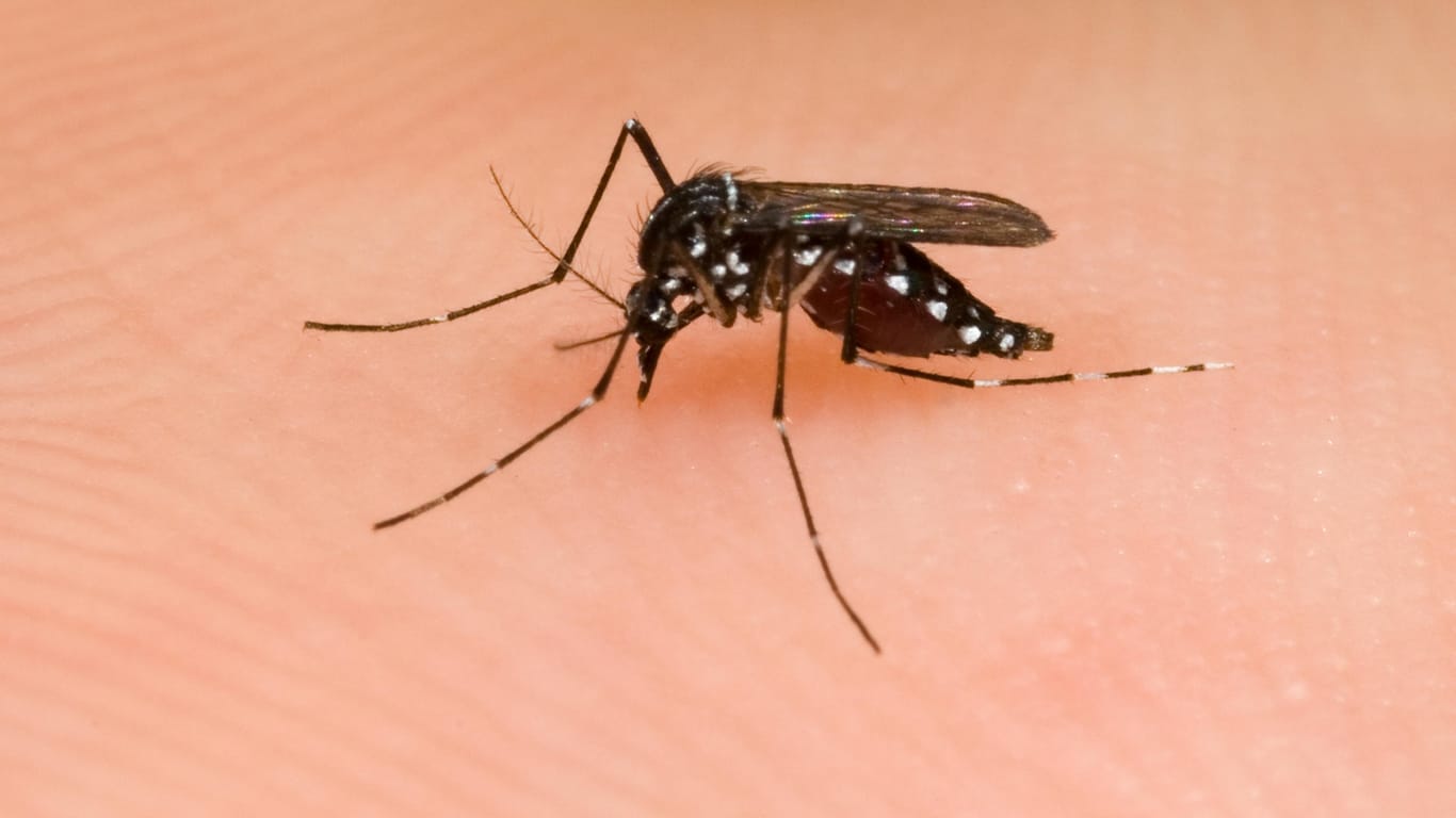 Die asiatische Tigermücke gehört zur Gattung Aedes und ist Überträger des Dengue-Fieber.