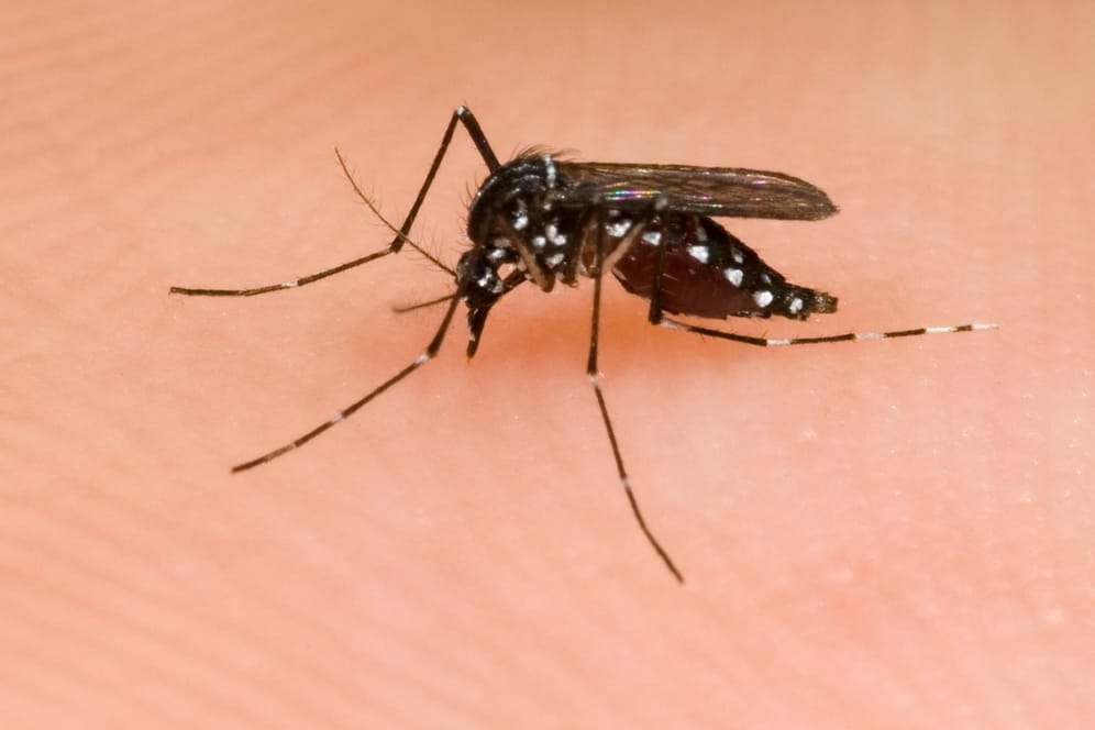 Die asiatische Tigermücke gehört zur Gattung Aedes und ist Überträger des Dengue-Fieber.