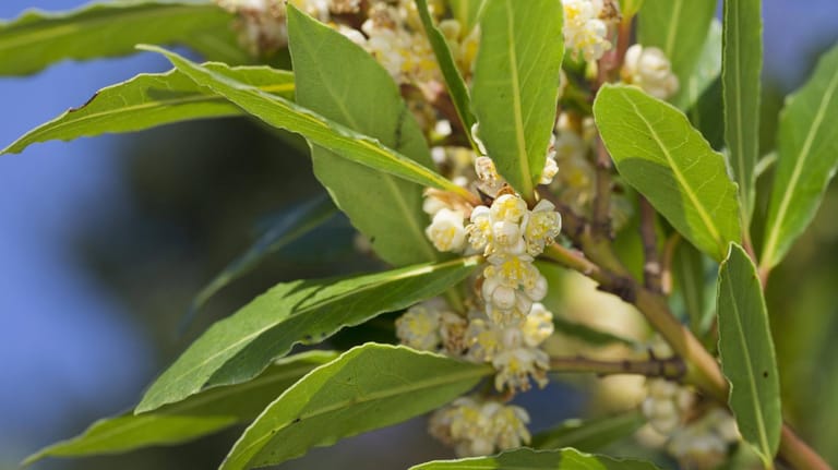 Die grün-gelbe Blüten entwickeln sich im Spätsommer zu schwarzen Beerenfrüchten.