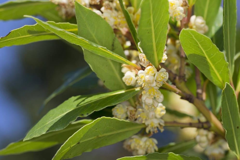 Die grün-gelbe Blüten entwickeln sich im Spätsommer zu schwarzen Beerenfrüchten.