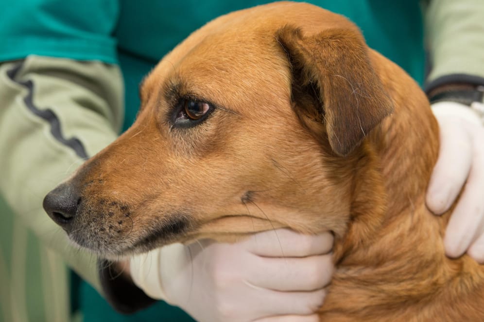 Bei Hunden sind vor allem Ohren, Bauch, Beine und Brust von Grasmilbenbefall betroffen.