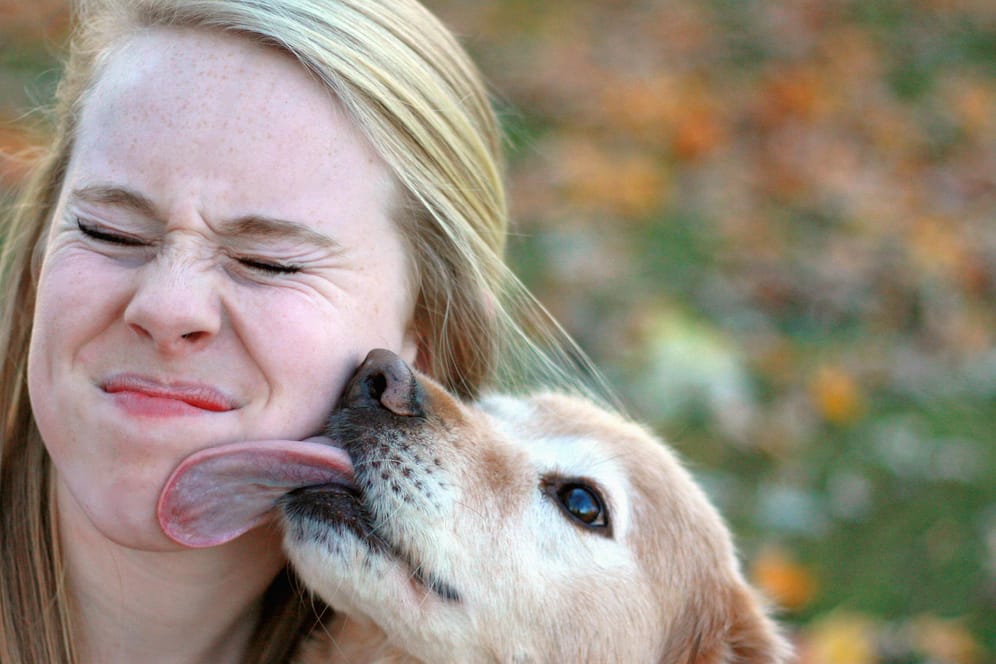 Hunde bekunden ihre Zuneigung gern durch einen Schmatzer. Hygienisch ist das jedoch nicht.