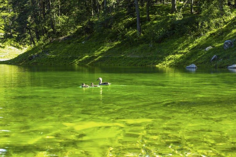 Jedes Frühjahr drückt sich das Schmelzwasser von unten in den See und lässt ihn entstehen. Das klare, gefilterte Wasser lässt den See dank der überfluteten Wiesen am Grund grün erscheinen.