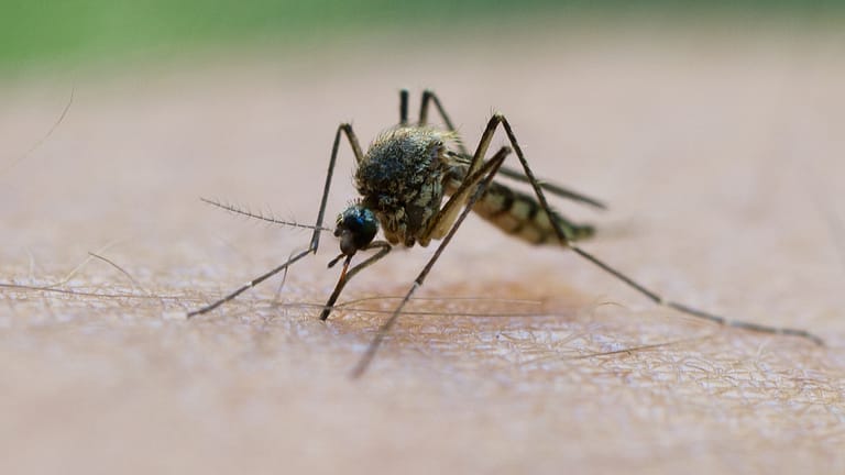 Das schwülwarme Wetter trägt dazu bei, dass besonders viele Mücken zustechen.