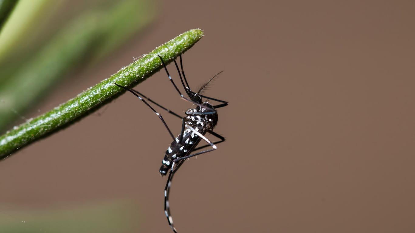 Tigermücken kommen immer häufiger in Deutschland vor