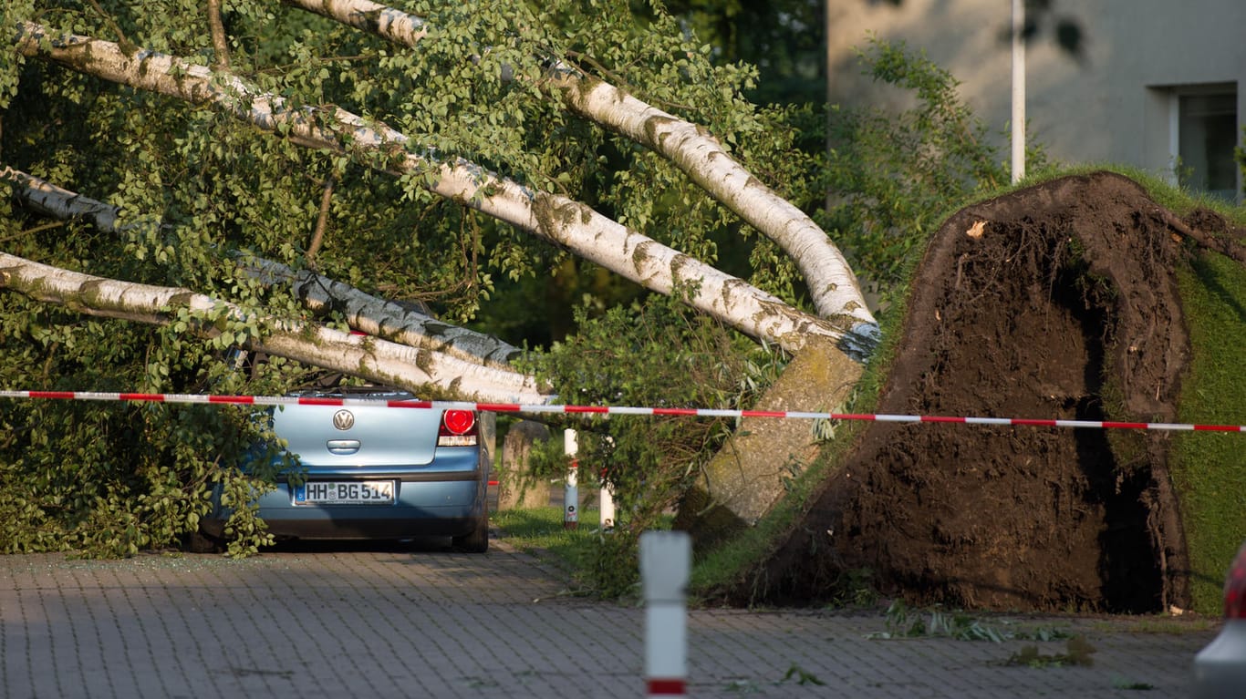 Ein umgestürzter Baum liegt in Hamburg auf einem Grundstück, das durch das schwere Unwetter verwüstet wurde.