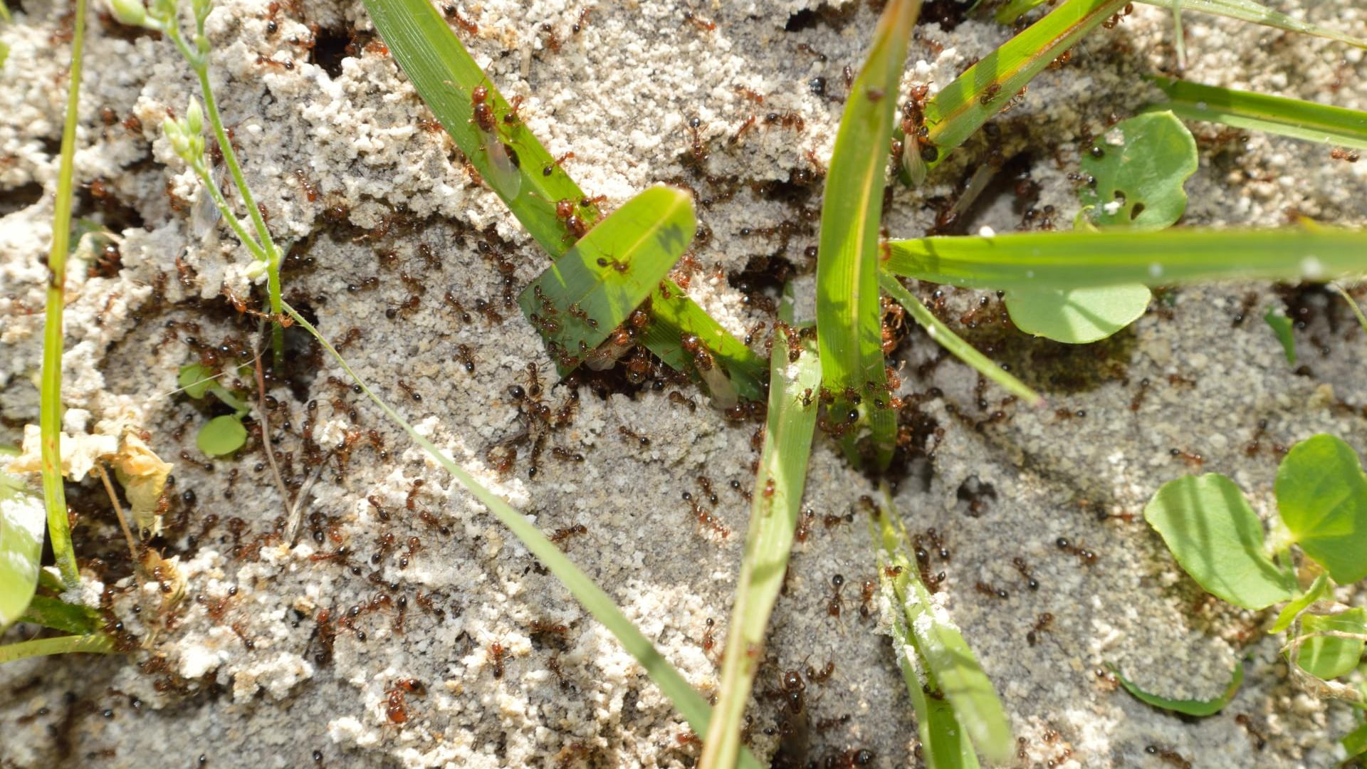 Ameisen im Garten können stören, um sie einfach und ohne Chemie loszuwerden, kann man sie einfach umsiedeln