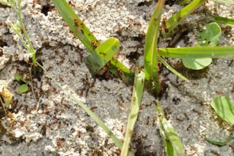 Ameisen im Garten können stören, um sie einfach und ohne Chemie loszuwerden, kann man sie einfach umsiedeln