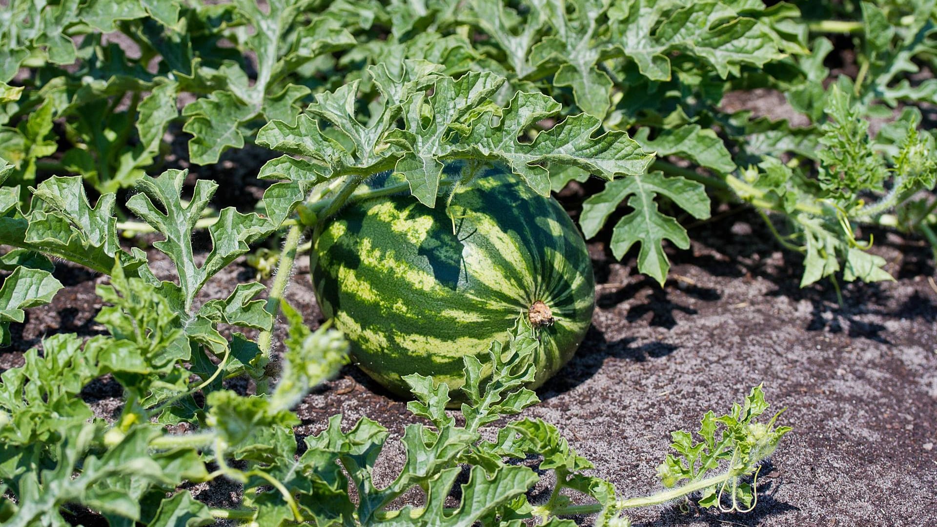 Wassermelonen lassen sich auch zuhause pflanzen, erfordern aber viel Aufwand.