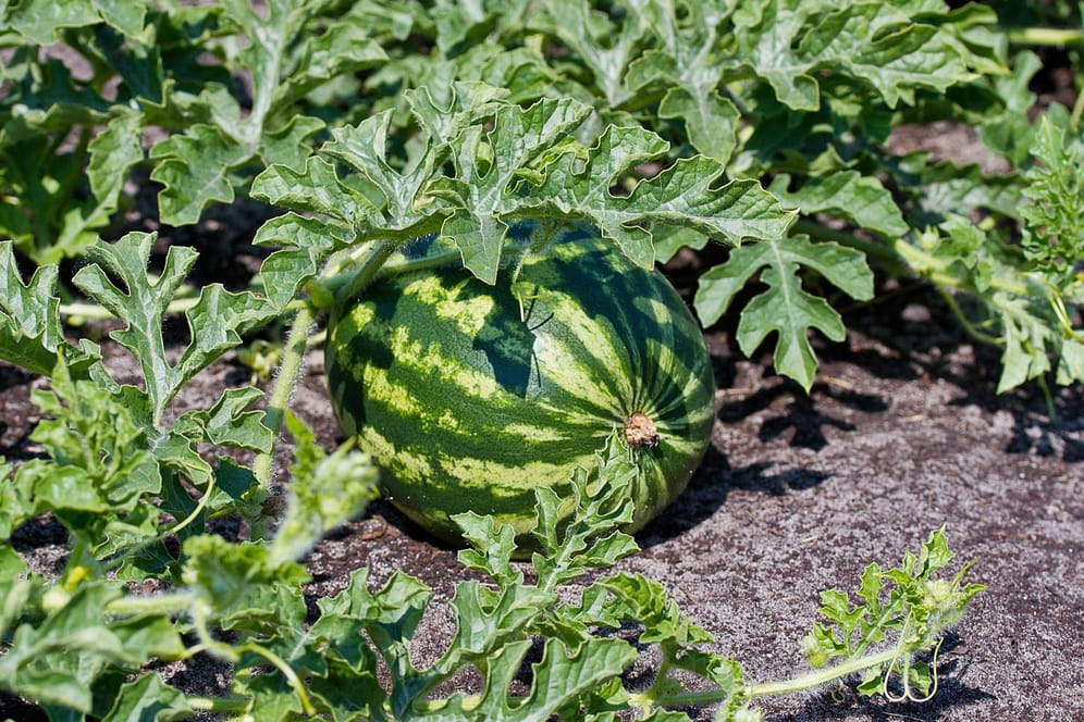 Wassermelonen lassen sich auch zuhause pflanzen, erfordern aber viel Aufwand.
