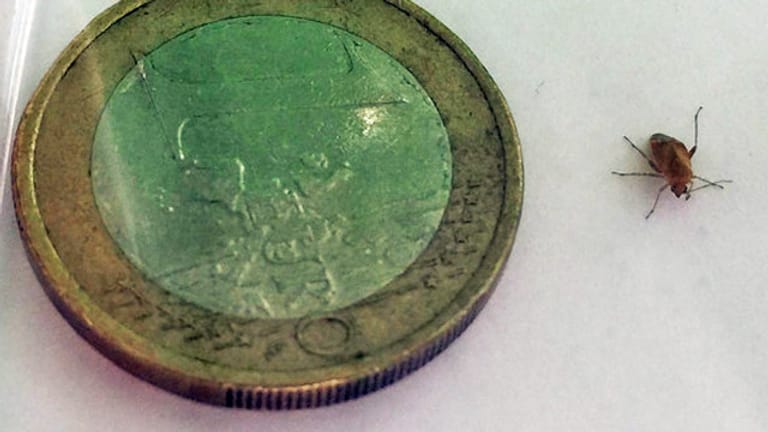 Diese Wanze labt sich an Menschenblut. Hier im Vergleich zu einer 1-Euro-Münze.