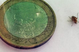 Diese Wanze labt sich an Menschenblut. Hier im Vergleich zu einer 1-Euro-Münze.