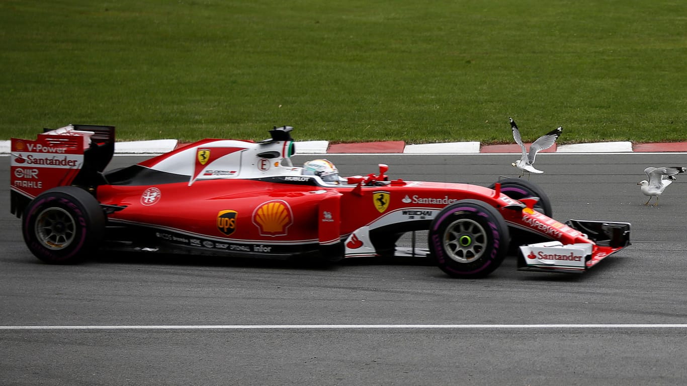 Gerade nochmal gut gegangen: Sebastian Vettel bremste in Montreal für Möwen.