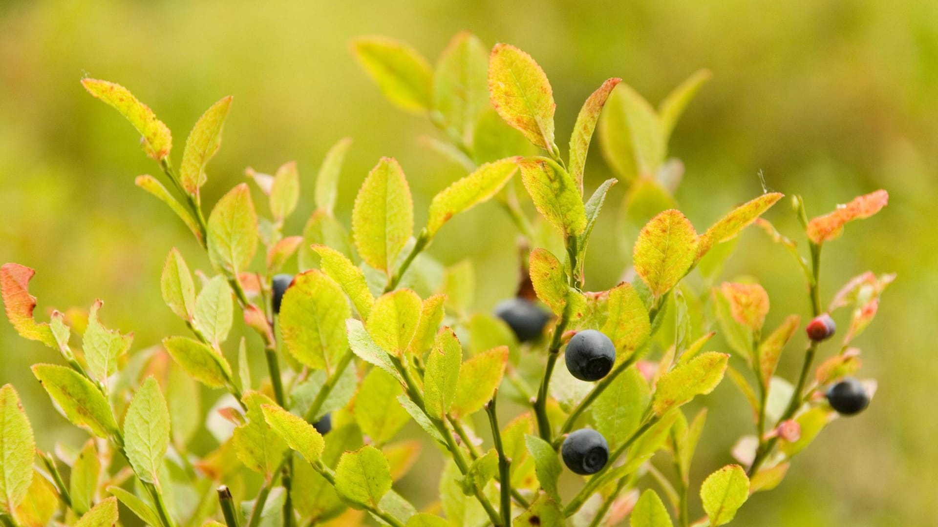 Der Fuchsbandwurm soll sich über wilde Heidelbeeren verbreiten - waschen Sie die Ernte in jedem Fall.