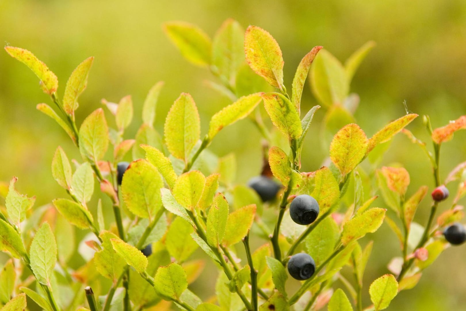 Der Fuchsbandwurm soll sich über wilde Heidelbeeren verbreiten - waschen Sie die Ernte in jedem Fall.