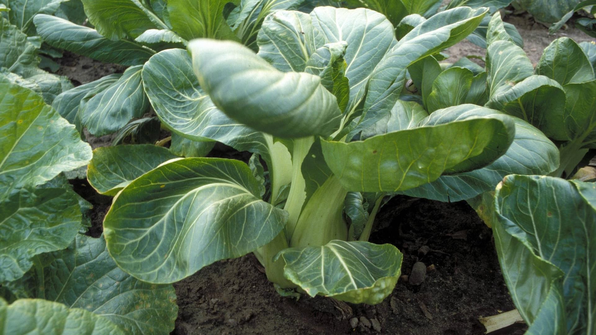 Der asiatische Blätterkohl Pak Choi lässt sich auch im heimischen Garten problemlos anpflanzen.